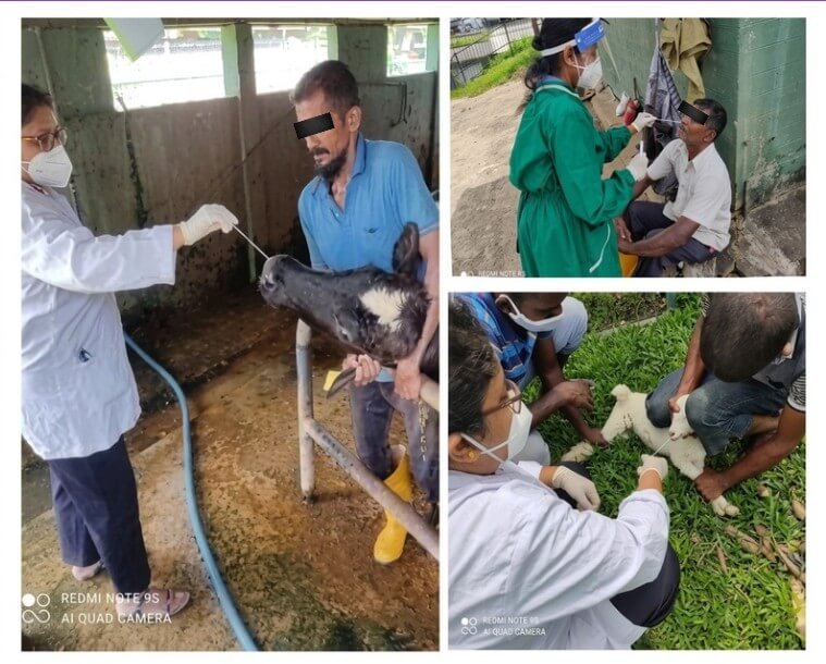 “One Health” approach the epidemiology of methicillin-resistant staphylococcus aureus isolated from humans, animals, and animal products in southern Sri Lanka- 2019